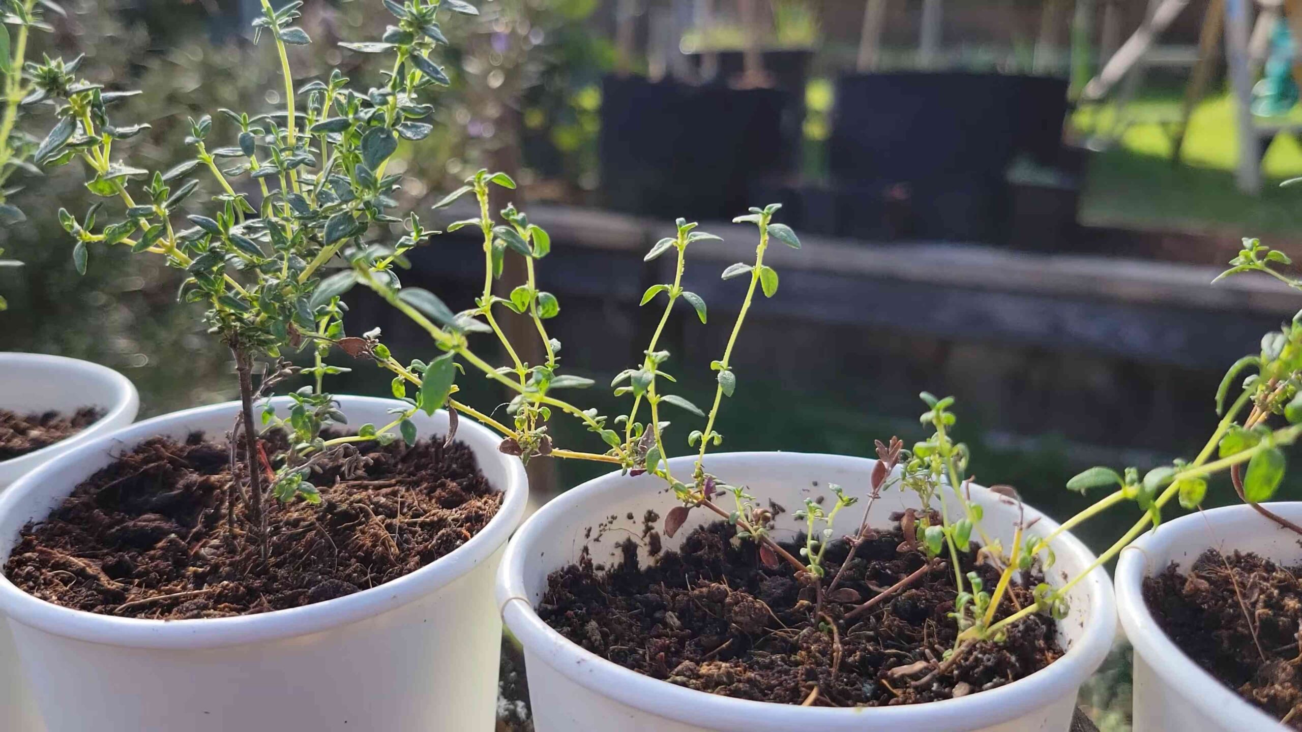 Grow Thyme Indoors