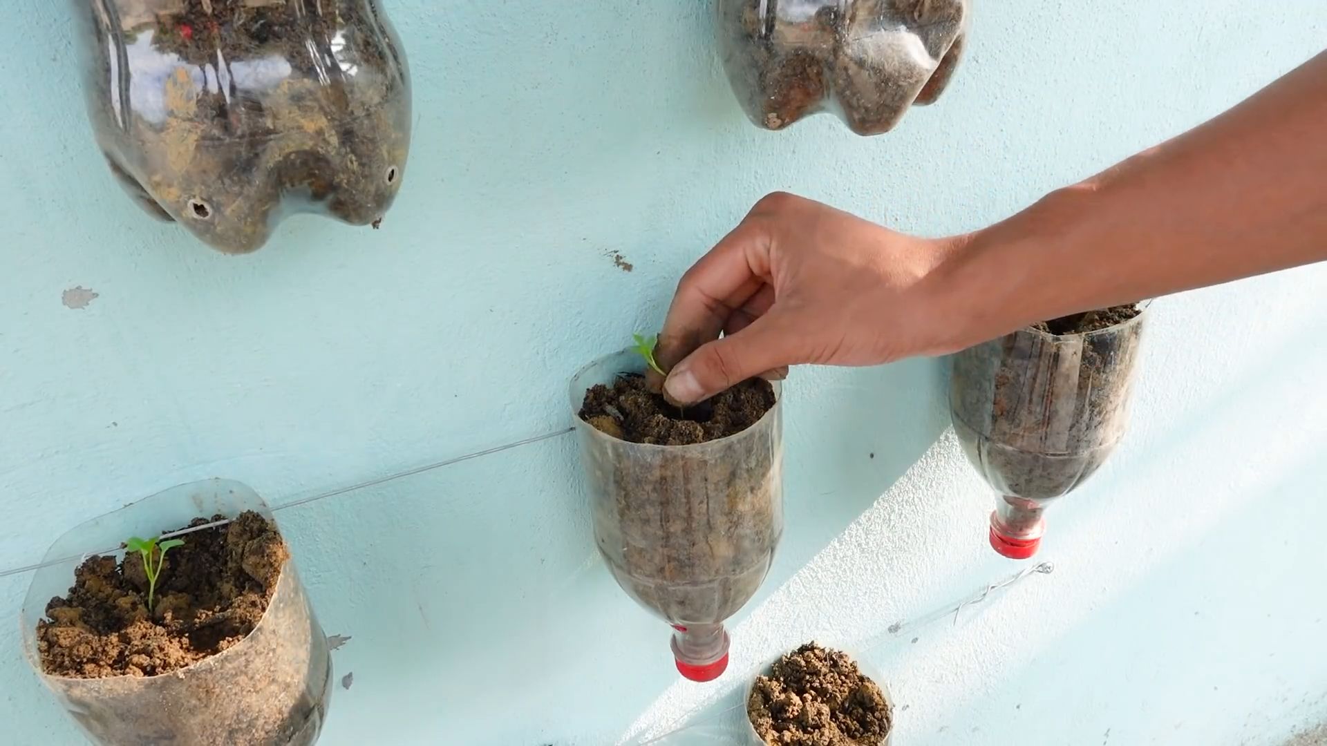 Grow lettuce for healthy diet