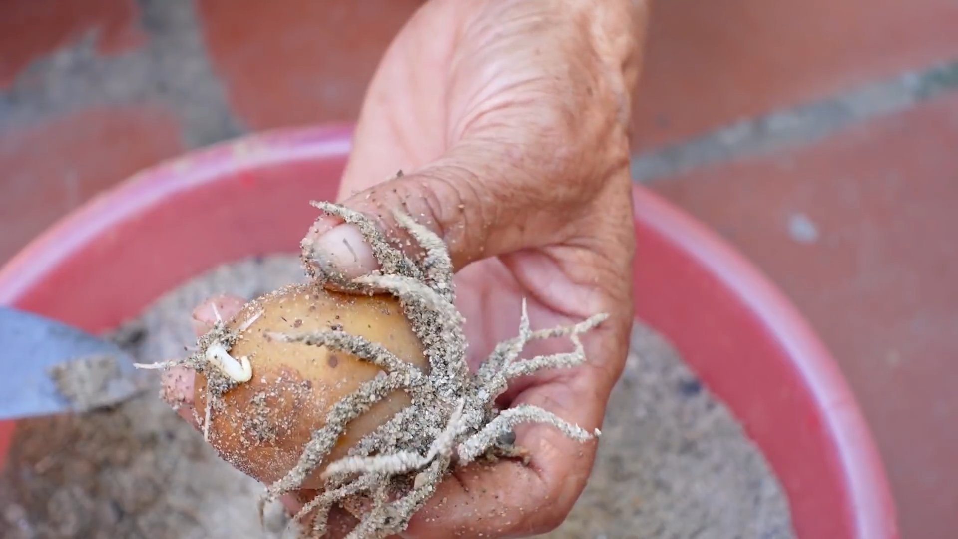 Grow Your Own Potatoes