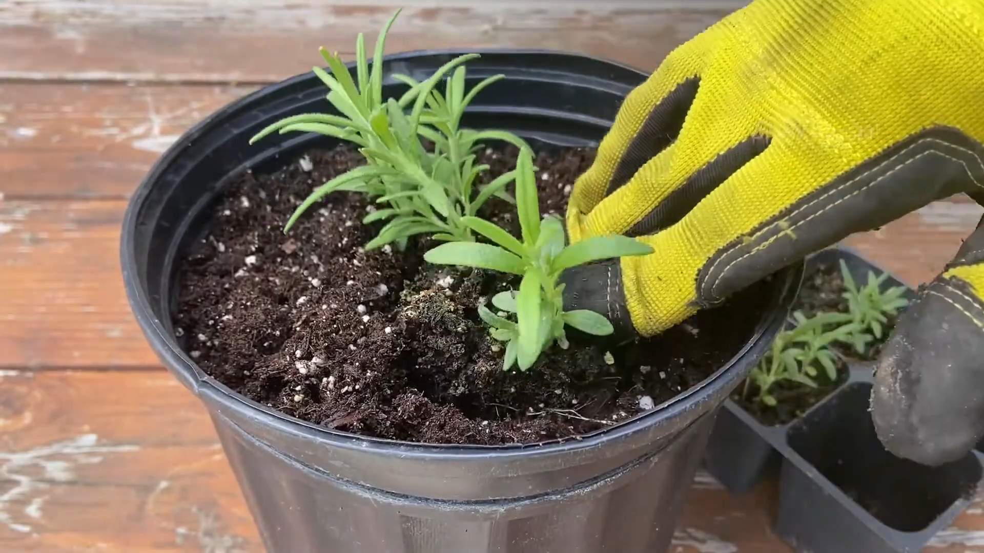 Grow Rosemary Indoors in Pot