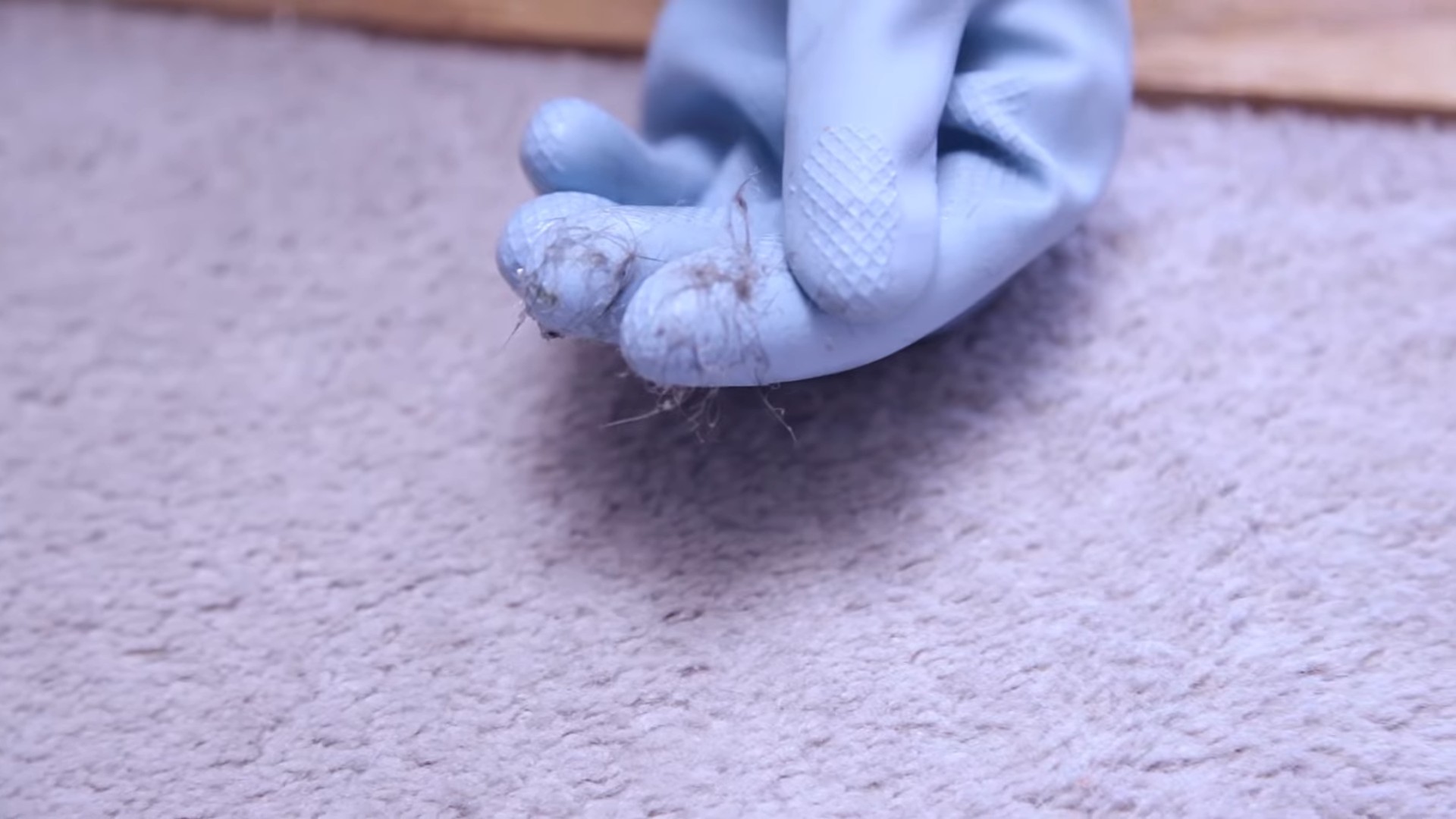 Pet hair removal tips