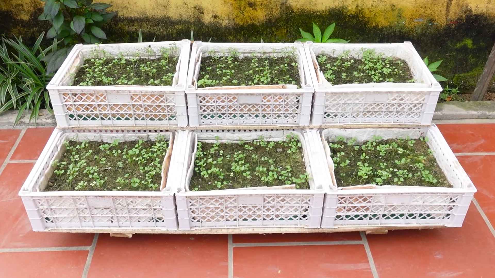 Grow Chinese Cabbage at Home