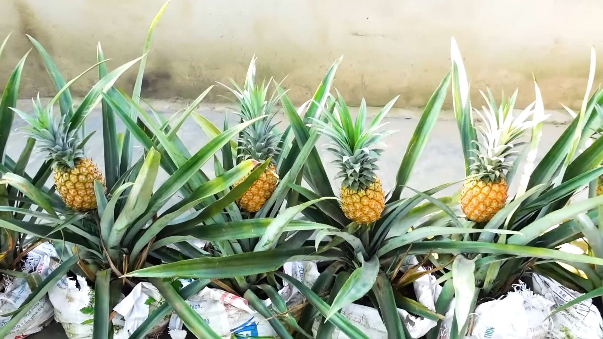 Grow Pineapples at Home