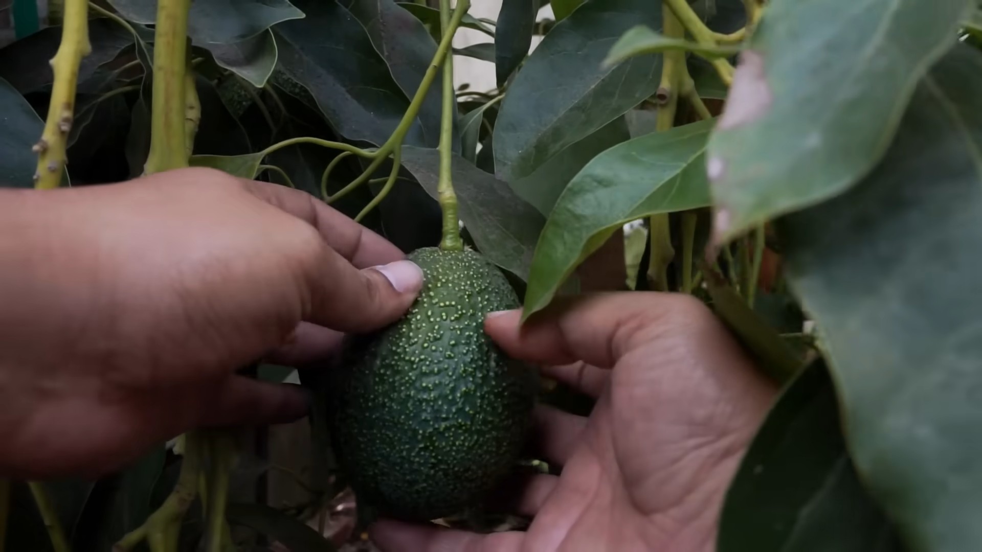 Grow Avocado Tree