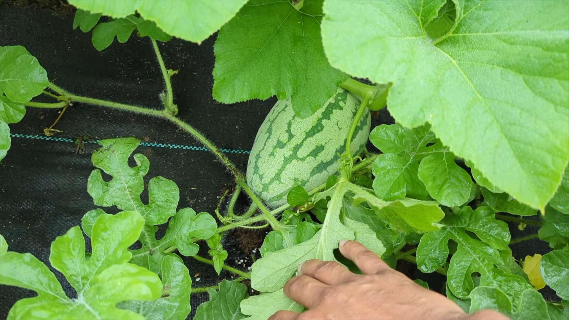 Watermelon Farming Backyard