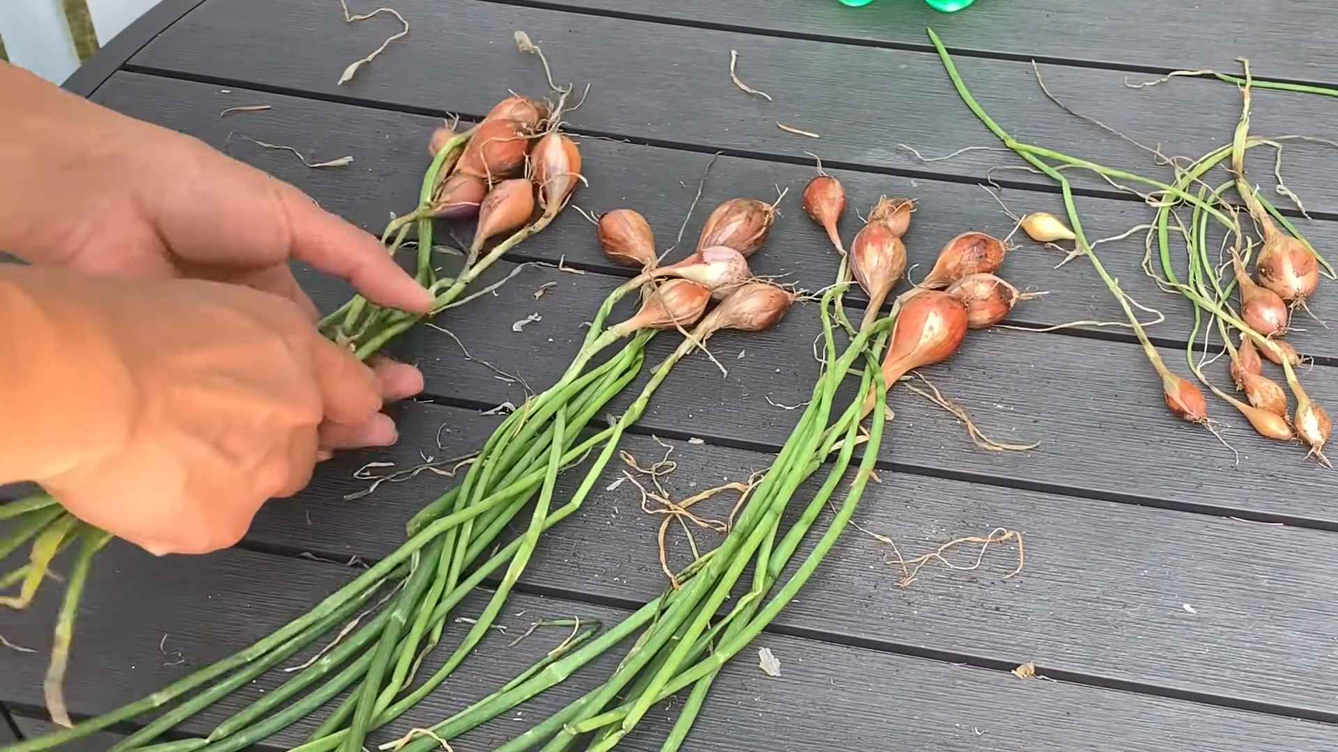 Growing Shallots Backyard