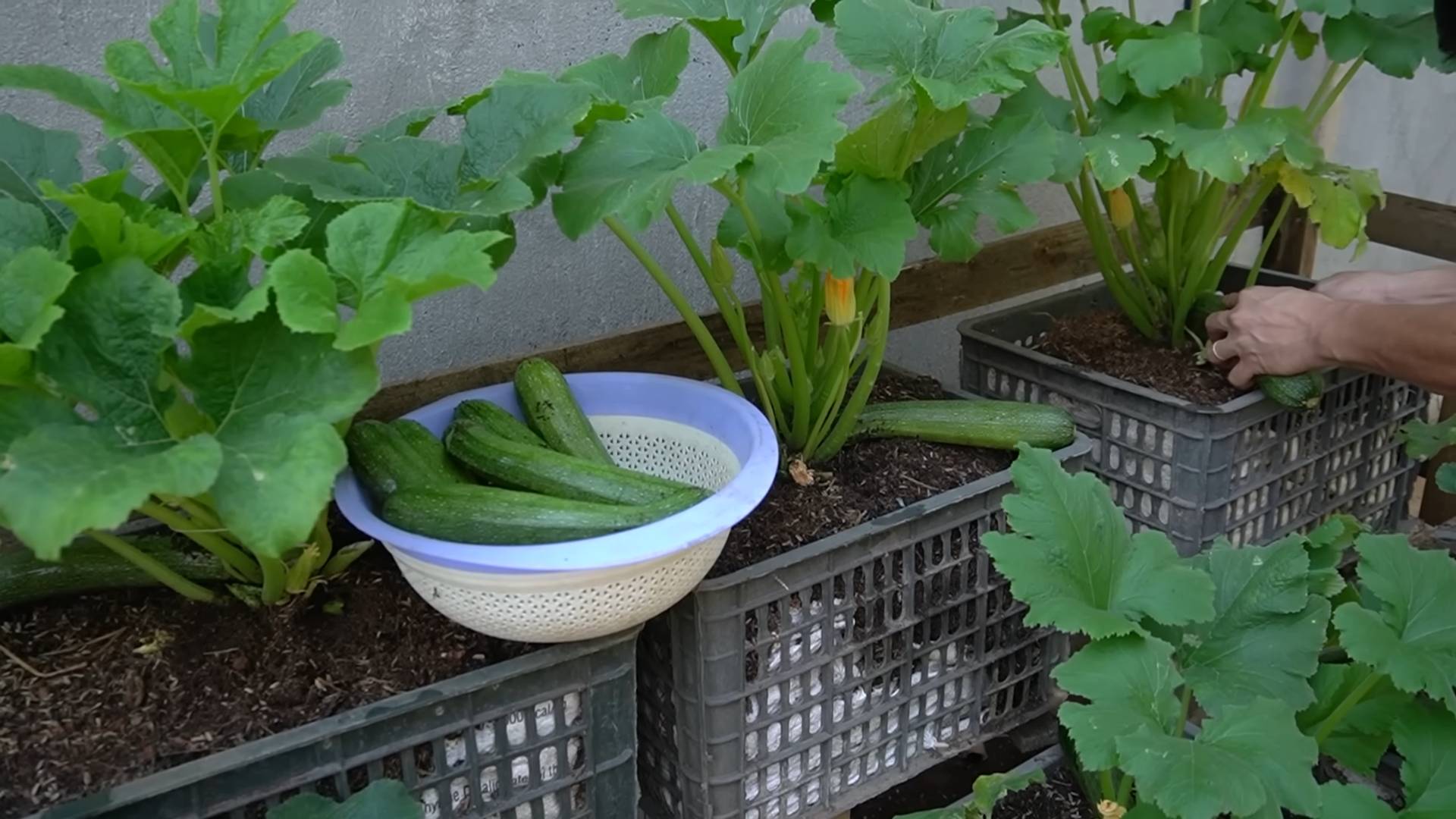 Growing Zucchini Home Garden
