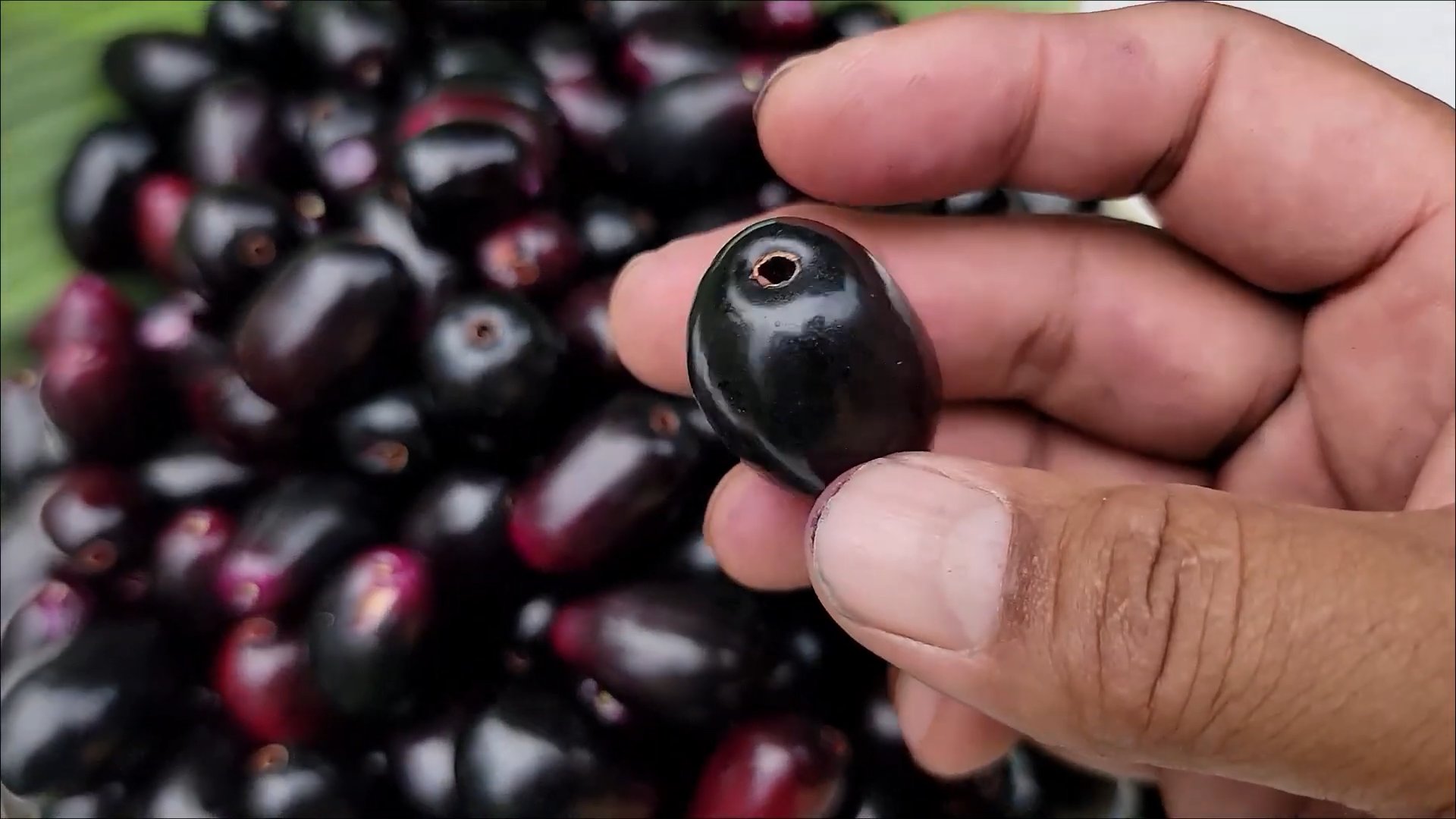 Java Plum Home Garden