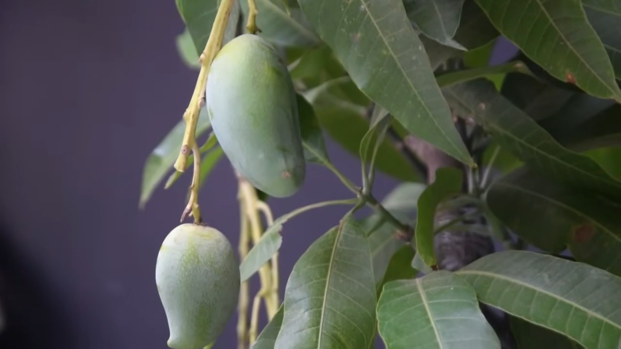Grow Mangoes Backyard Garden