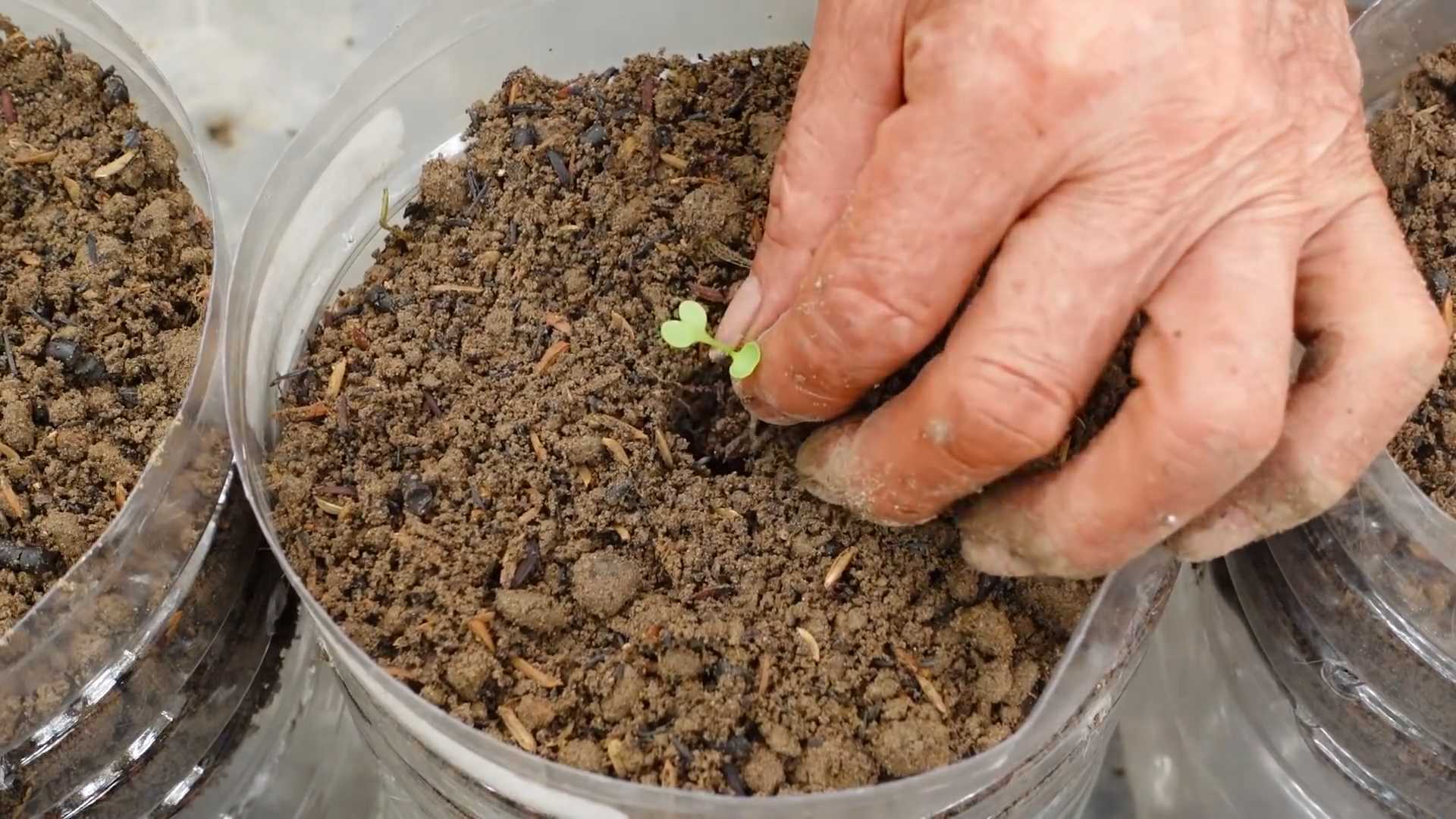 Growing Kale for Beginners