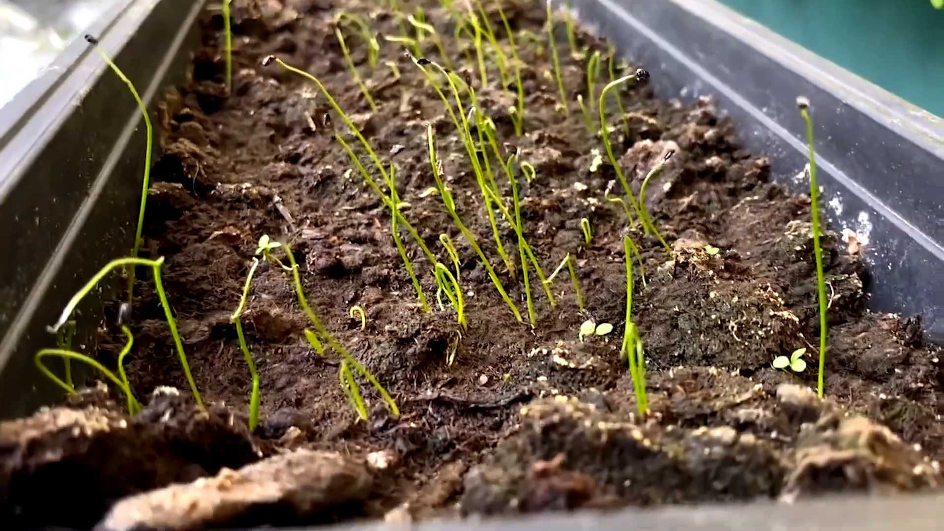 Grow chives indoors