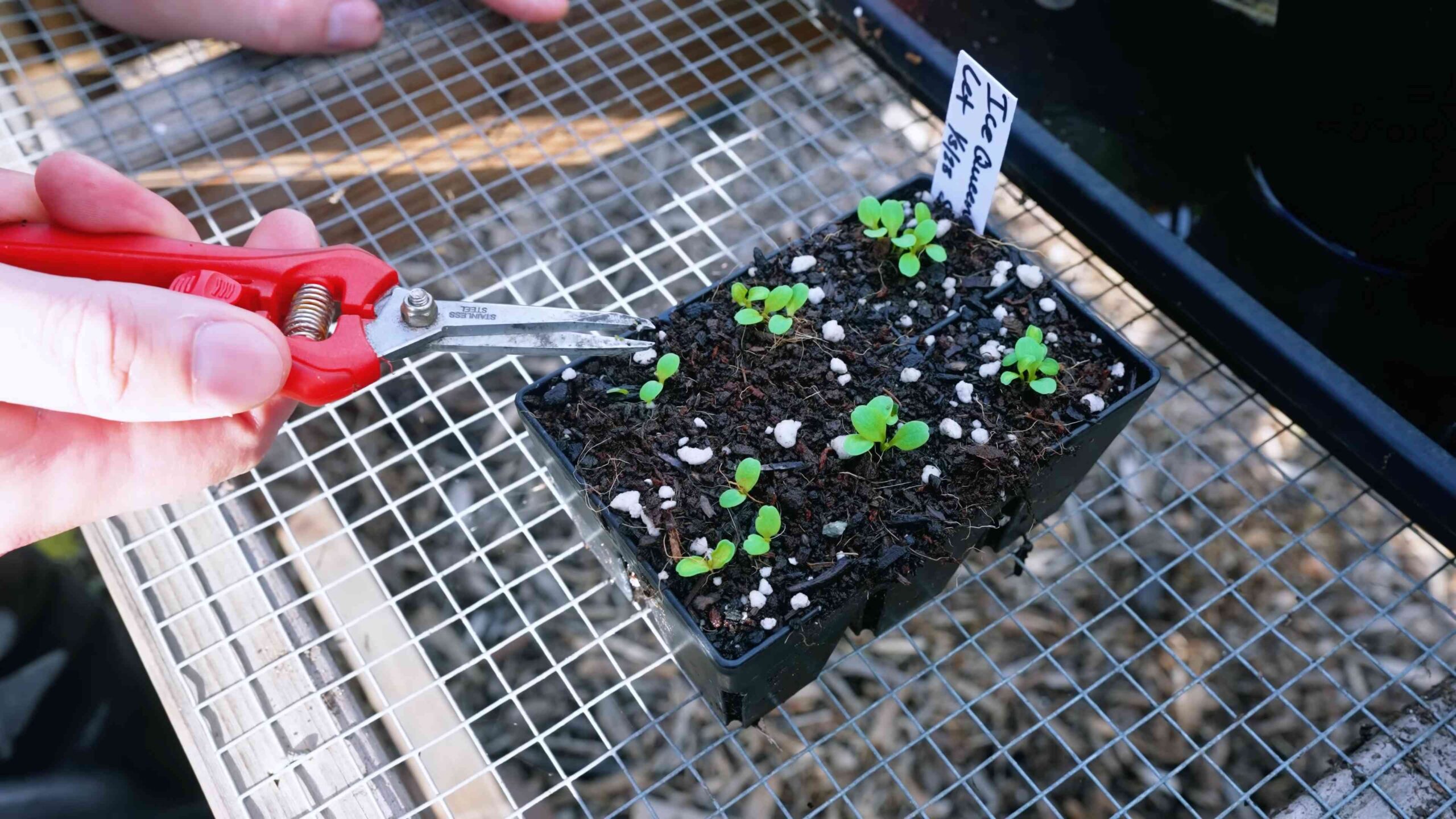 Harvest Lettuce in 30 Days