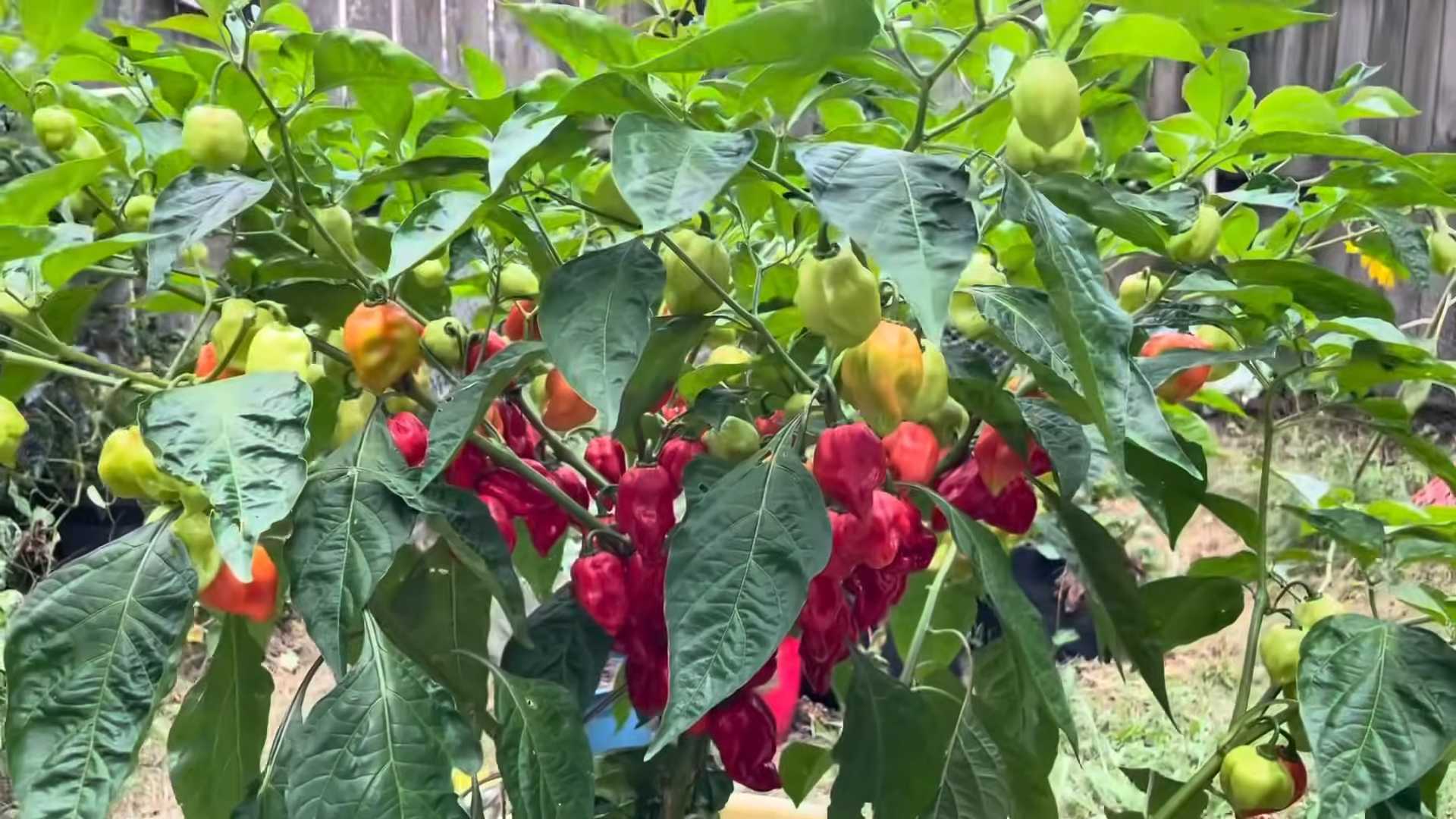 Grow Chili Peppers