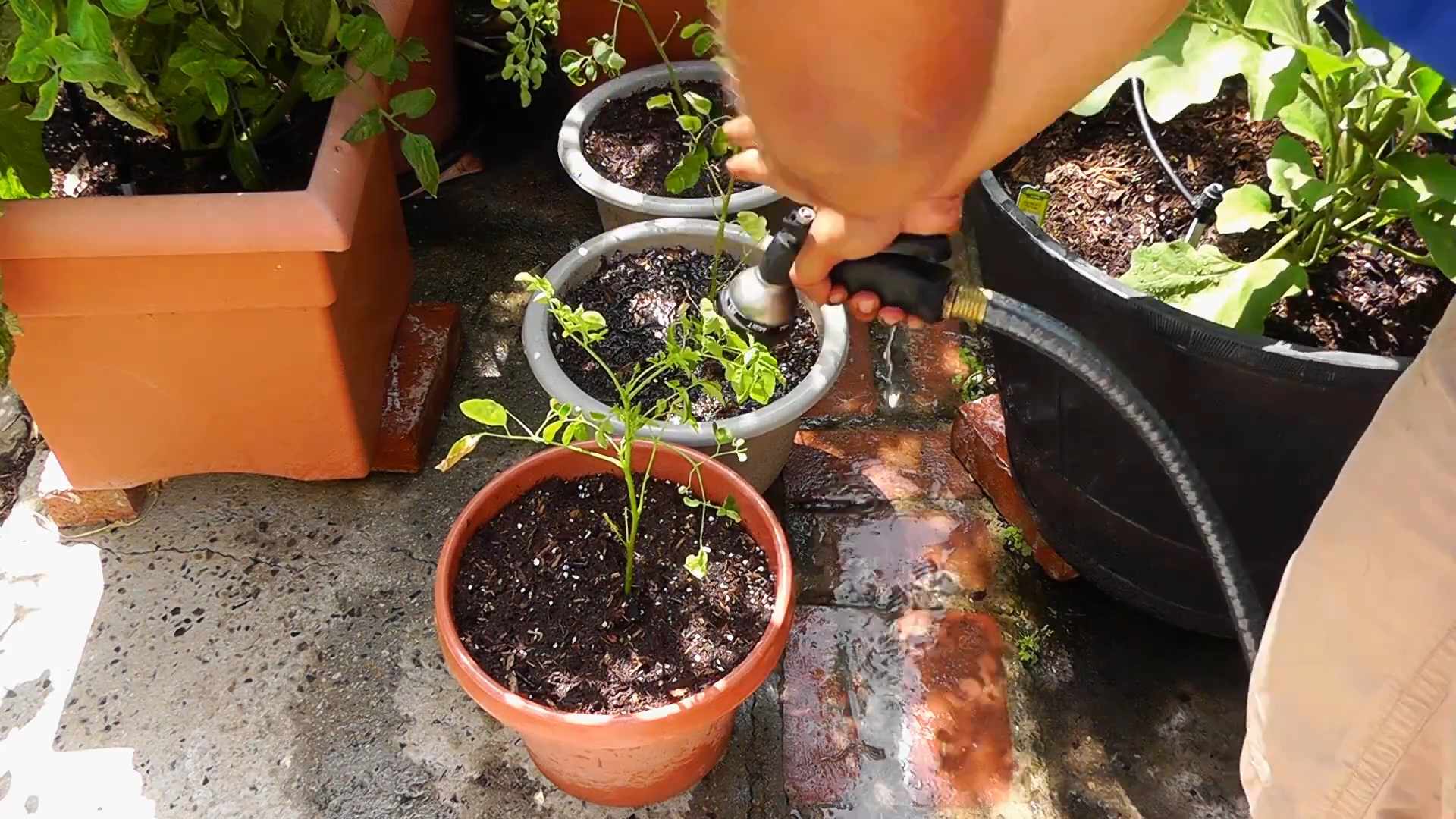 Malunggay Growing Tips