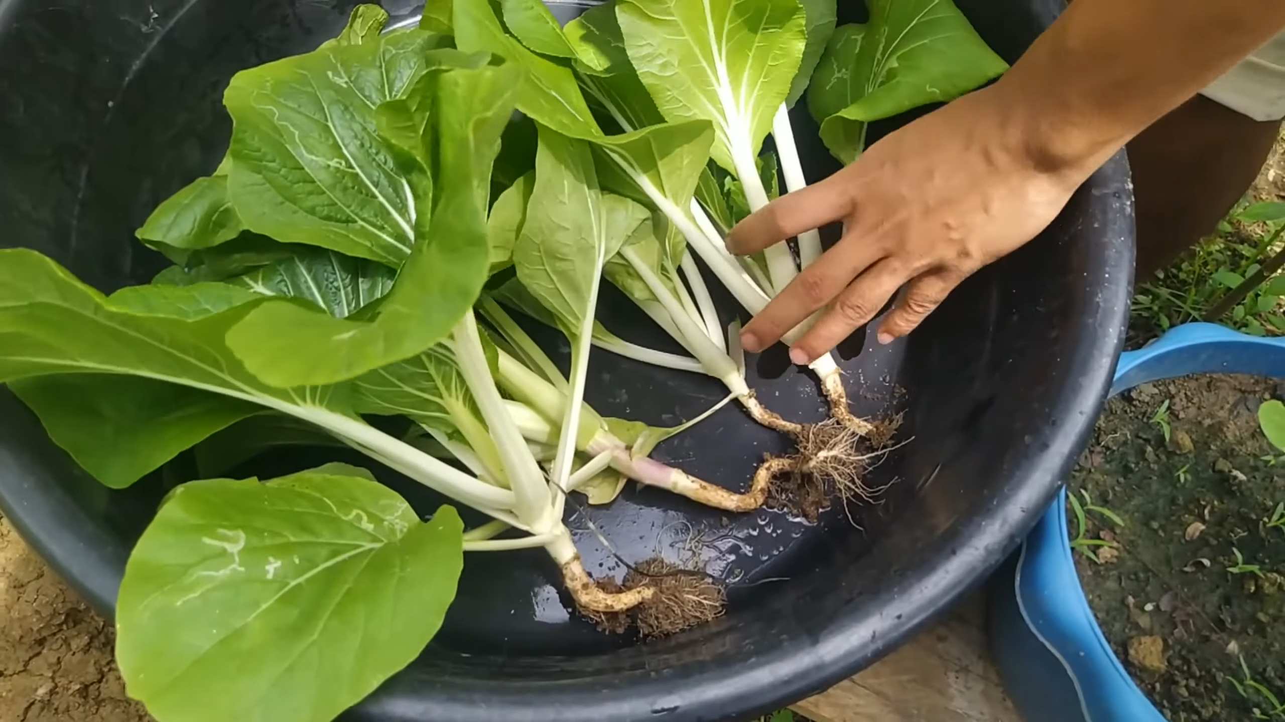 Growing Pechay in Pots
