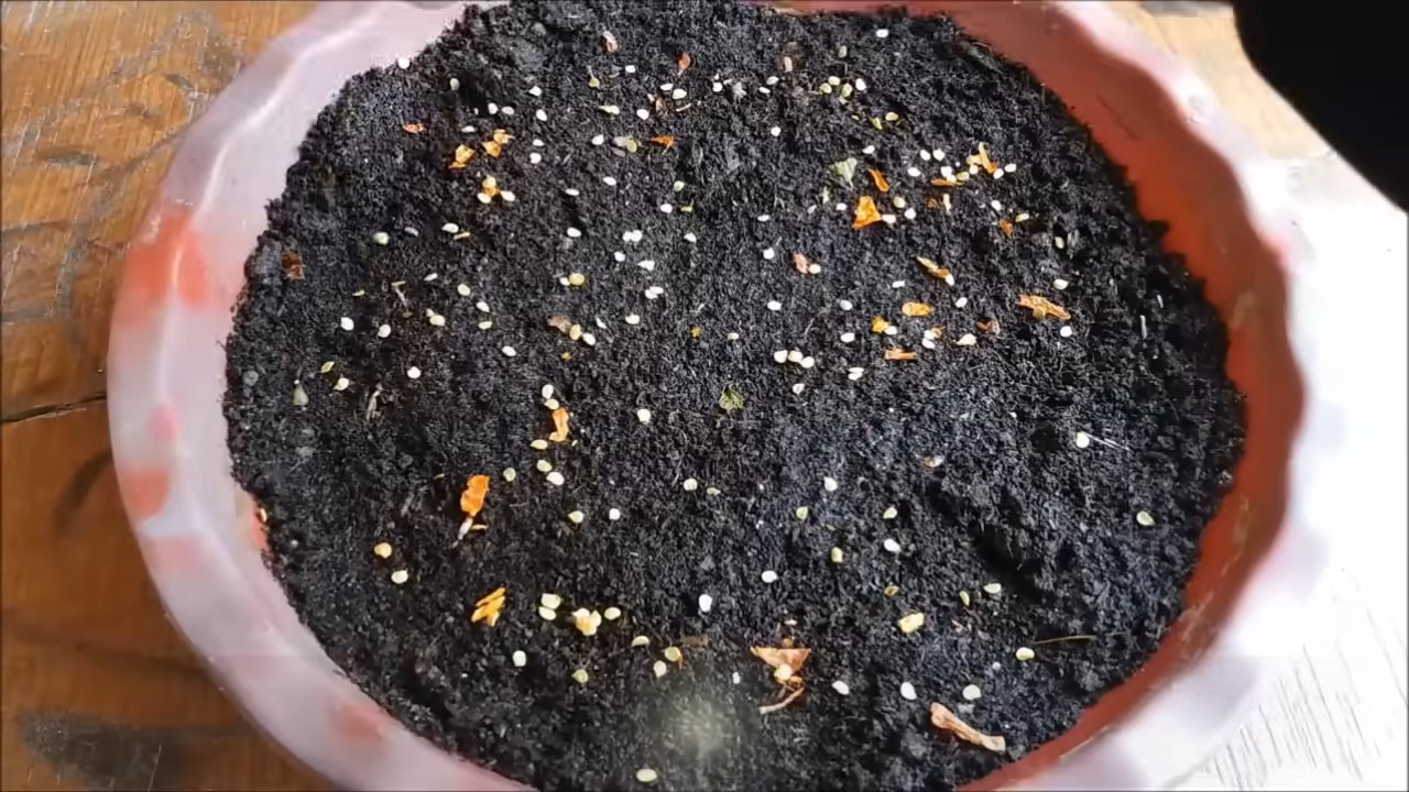 Grow Birds Eye Chili Home
