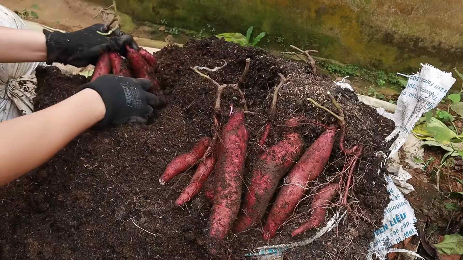Sweet Potato Tops Growing