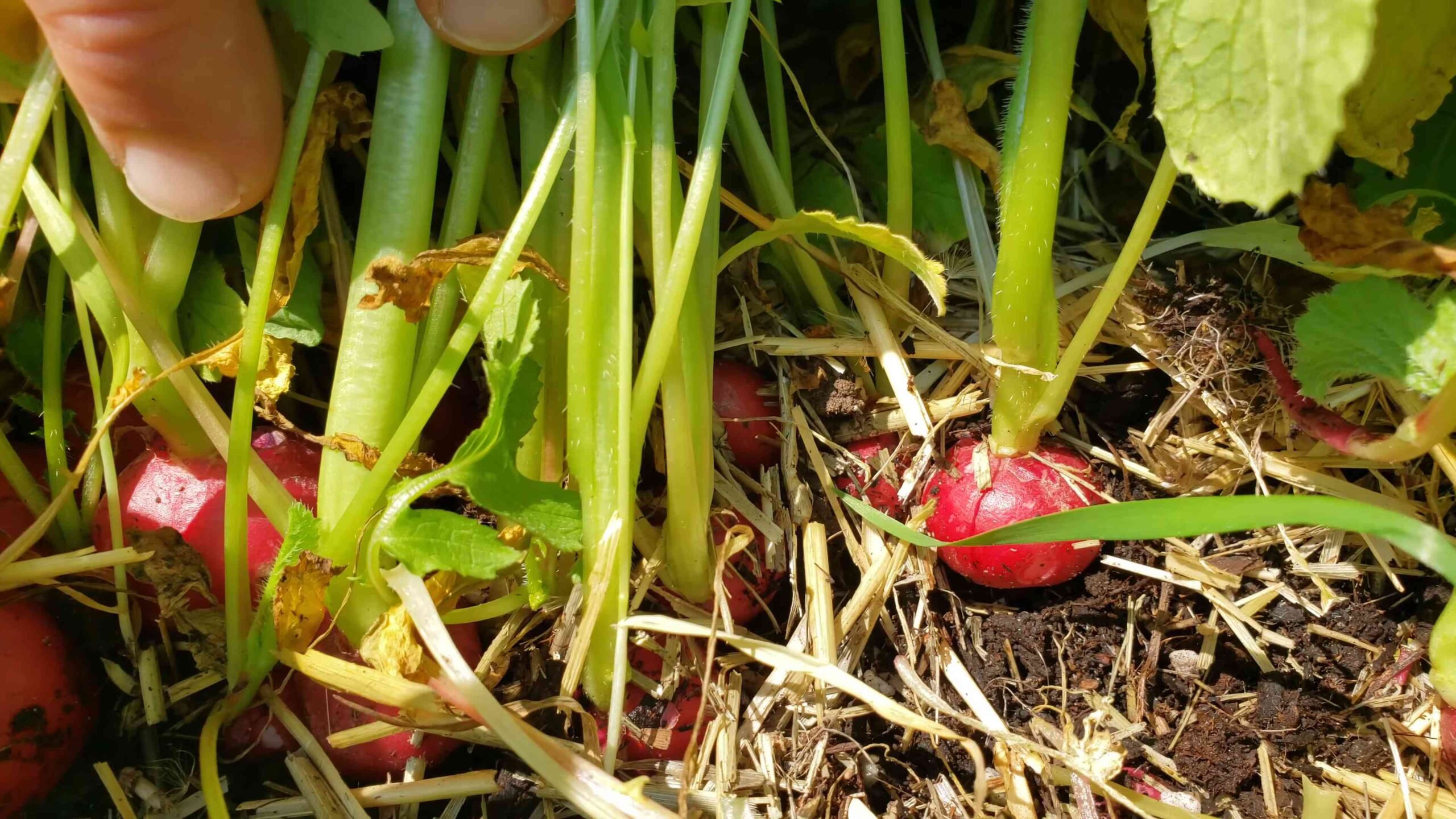 Fast growing radishes
